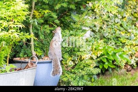 Graues Eichhörnchen Sciurus Carolinensis sitzt auf großen blauen Topf nach oben schauend Stockfoto