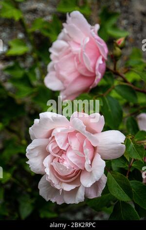 Rosa Alte Englische Rose an einer Steinmauer Stockfoto