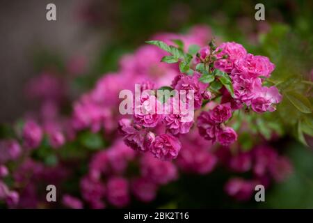 Eine Gruppe von wunderschönen, tief rosa umherwandernden Rosen und Laub vor einem Hintergrund verschwommener Rosen derselben Farbe, aufgenommen in natürlichem Licht. Stockfoto