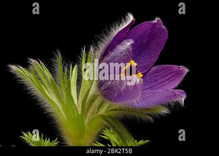 Lila Kuhglocke - Pulsatilla - auf schwarzem Hintergrund - kräftige Farben - stimmungsvoll Stockfoto