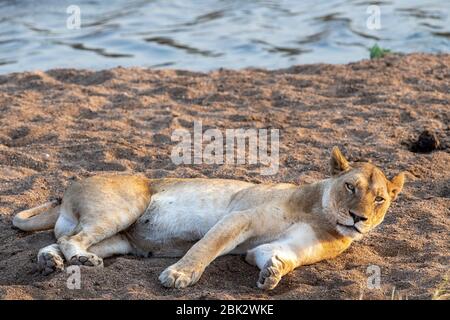 Weibliche Löwen ruhen im kruger Park Südafrika Stockfoto