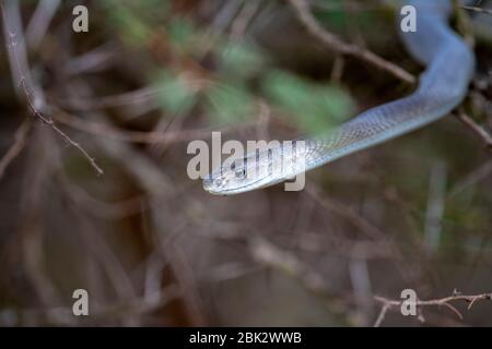 Tödliche Black Mamba snake Südafrika portrait schließen Stockfoto