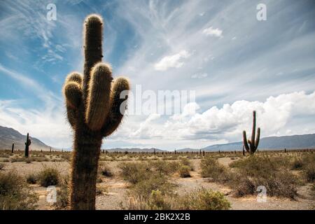 Parque Nacional de los Cardones, Argentinien Stockfoto