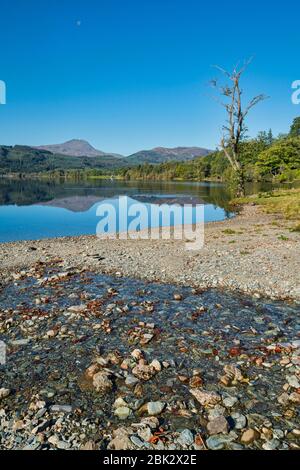 Loch ARD schaut nach Ben lomond, in der Nähe von Aberfoyle, Stirlingshire; trossachs; Schottland Großbritannien Stockfoto