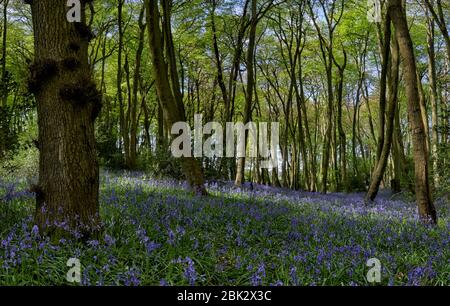 Wald mit Blaubellen, die im Frühling in den Chiltern Hills, England blühen Stockfoto