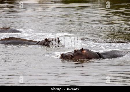 Flusspferde ruhen im kruger Park Südafrika Pool Stockfoto