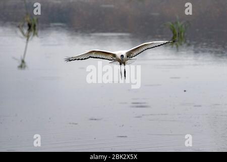 Heiliger Ibis Vogel fliegen in Krüger Nationalpark Südafrika Stockfoto