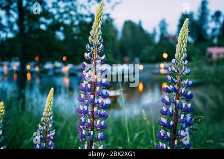 Wilde Blumen Lupin im Sommer Wiese in der Nähe der See am Abend Nacht. Lupinus, allgemein bekannt als Lupin oder Lupine, eine Gattung von Blütenpflanzen im Bein Stockfoto