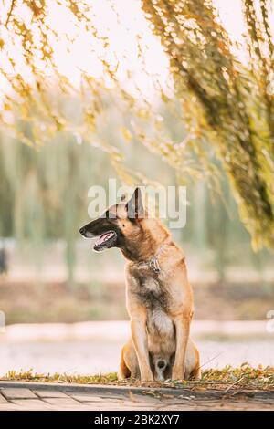 Malinois Hund sitzen in der Nähe von See unter Zweigen. Belgischer Schäferhund sind Aktiv, Intelligent, freundlich, schützenden, aufmerksam und bemüht. Hirte, Stockfoto