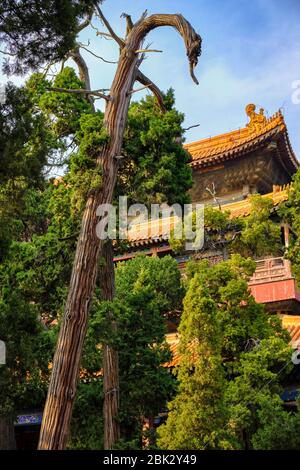 Konfuzius Tempel in Qufu, Provinz Shandong, China. UNESCO-Weltkulturerbe. Geburtsort von Konfuzius Stockfoto