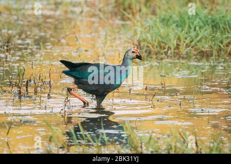 Goa, Indien. Graukopf Swamphen Vogel am Morgen auf der Suche nach Nahrung in Sumpf. Porphyrio Poliocephalus. Stockfoto