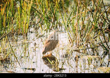 Goa, Indien. Indian Pond Heron Am Morgen Auf Der Suche Nach Nahrung In Sumpf. Indischer Pond-Reiher. Stockfoto