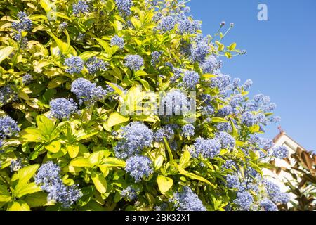 Ceanothus Blue oder Californian Lilac Stockfoto