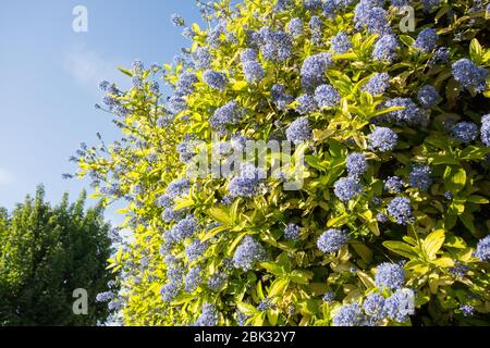 Ceanothus Blue oder Californian Lilac Stockfoto