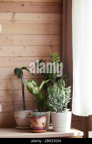 Sammlung von verschiedenen Zimmerpflanzen in verschiedenen Töpfen. Eingetopfte Dieffenbachia, Aloe Vera, Zamioculcas und Frangipani auf Holzhintergrund an sonnigen Tag Stockfoto