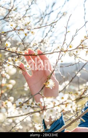 Nahaufnahme einer weiblichen Hand berührt den blühenden Baumzweig im Garten Stockfoto