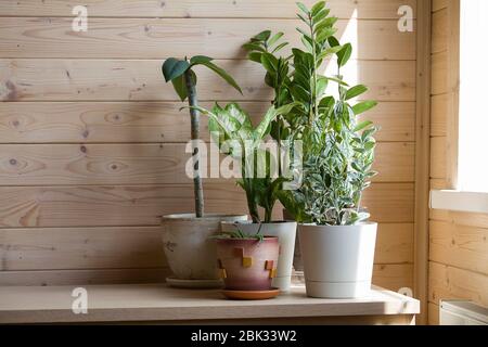 Sammlung von verschiedenen Zimmerpflanzen in verschiedenen Töpfen. Eingetopfte Dieffenbachia, Aloe Vera, Zamioculcas und Frangipani auf Holzhintergrund an sonnigen Tag Stockfoto