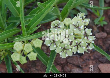 Antilope Hörner, Asclepias asperula Stockfoto