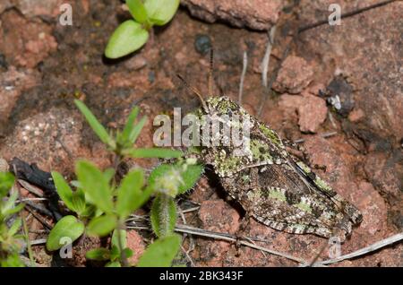 Orangeflügelter Grasshopper, Pardalophora phoenicoptera, Nymphe Stockfoto