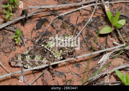 Orangeflügelter Grasshopper, Pardalophora phoenicoptera, Nymphe Stockfoto