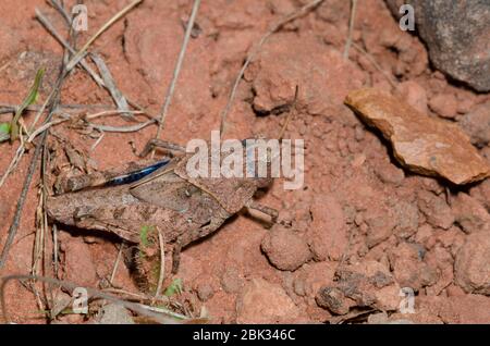 Orangeflügelter Grasshopper, Pardalophora phoenicoptera, Nymphe Stockfoto