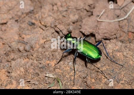 Six-Spotted Tiger Beetle, Cicindela sexguttata Stockfoto