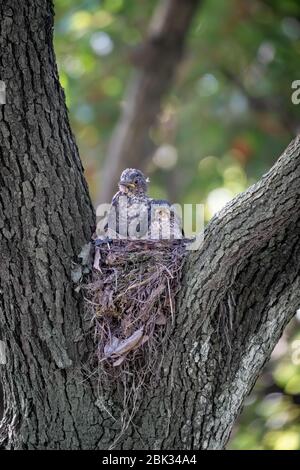 Nahaufnahme des Jungen einer Amsel während des Frühlings an sonnigen Tagen Stockfoto