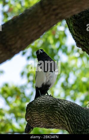Nahaufnahme einer Eurasischen Elster oder Elster (Pica pica), die im Frühling an sonnigen Tagen in einem Baum sitzt Stockfoto