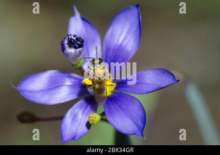 Schwitzbiene, Augochlorella sp., Futter auf blauäugigen Gras, Sisyrinchium sp. Stockfoto