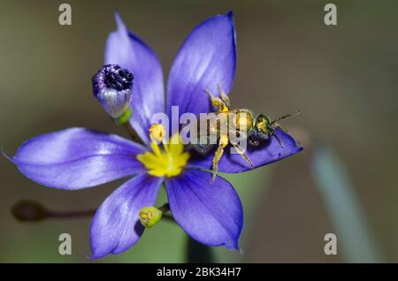 Schwitzbiene, Augochlorella sp., Futter auf blauäugigen Gras, Sisyrinchium sp. Stockfoto