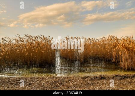 Das Ufer eines Sees mit Schilf (Phragmites australis) gegen blauen bewölkten Himmel, Gardasee, Bardolino, Verona, Veneto, Italien Stockfoto