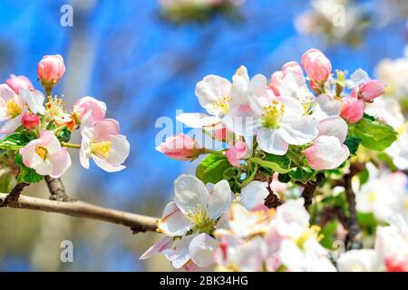 Zarte Blütenblätter von Apfelbaum mit schneeweißen und leuchtend rosa Blüten vor einem blauen Himmel, selektiver Fokus, Kopierraum. Stockfoto