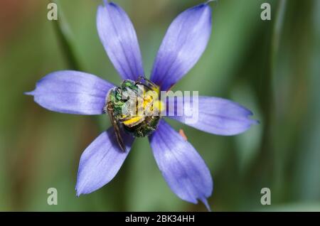 Schwitzbiene, Augochlorella sp., Futter auf blauäugigen Gras, Sisyrinchium sp. Stockfoto