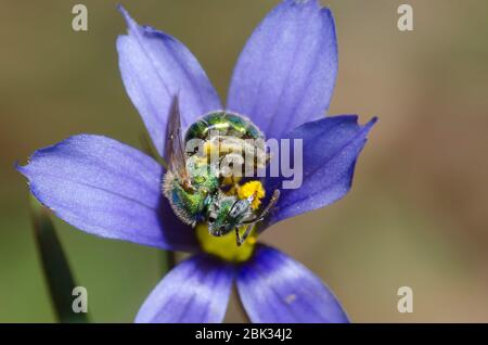 Schwitzbiene, Augochlorella sp., Futter auf blauäugigen Gras, Sisyrinchium sp. Stockfoto