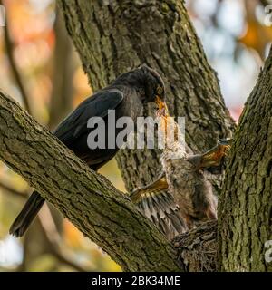 Nahaufnahme einer gemeinsamen Amsel, die ihre Jungen während des Frühlings an sonnigen Tagen füttert Stockfoto