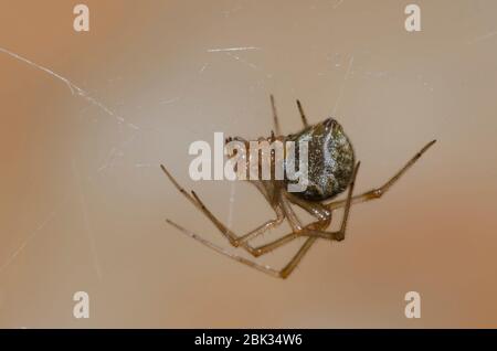 Gewöhnliche Hausspinne, Parasteatoda tepidariorum Stockfoto