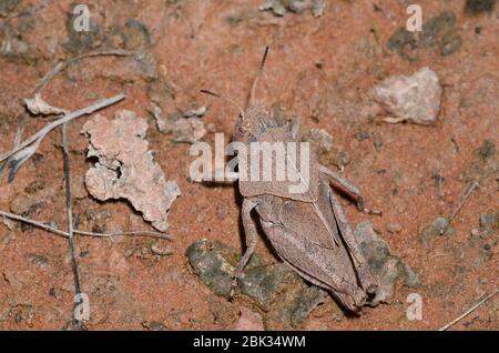 Orangeflügelter Grasshopper, Pardalophora phoenicoptera, Nymphe Stockfoto