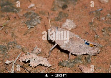 Orangeflügelter Grasshopper, Pardalophora phoenicoptera, Nymphe Stockfoto