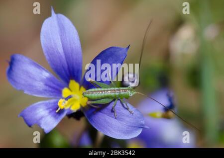 Wiese Katydid, Tribe Conocephalini, Nymphe auf blauäugigen Gras, Sisyrinchium sp. Stockfoto