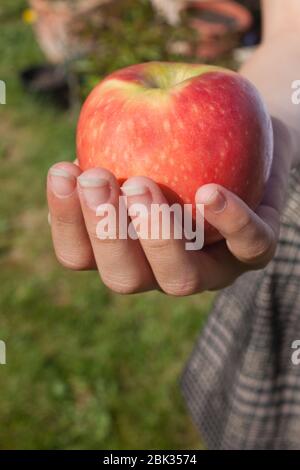Ein roter Apfel, der in der Hand eines Kindes gehalten wird Stockfoto