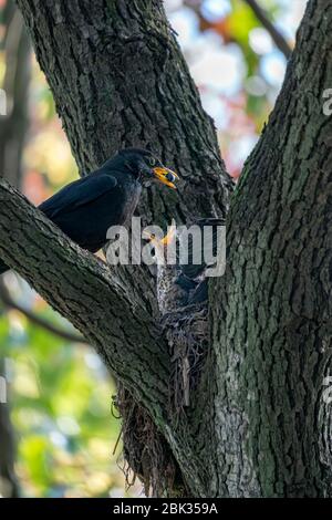 Nahaufnahme einer gemeinsamen Amsel, die ihre Jungen während des Frühlings an sonnigen Tagen füttert Stockfoto