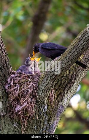 Nahaufnahme einer gemeinsamen Amsel, die ihre Jungen während des Frühlings an sonnigen Tagen füttert Stockfoto