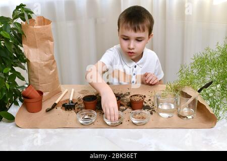 Das Kind ist damit beschäftigt, Mikro-Grüns-Samen in kleinen Töpfen zu Pflanzen. Der Junge nimmt die Rüben aus einem durchsichtigen Becher. Stockfoto