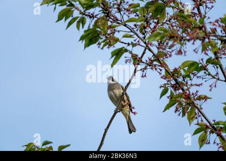 Nahaufnahme eines lichtbelüfteten (chinesischen) Bulbels (Pycnonotus sinensis), der an sonnigen Tagen im Frühling in einem Baum sitzt Stockfoto