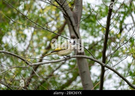 Nahaufnahme eines lichtbelüfteten (chinesischen) Bulbels (Pycnonotus sinensis), der an sonnigen Tagen im Frühling in einem Baum sitzt Stockfoto