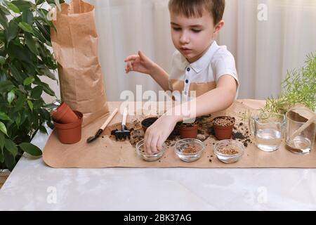 Das Kind ist damit beschäftigt, Mikro-Grüns-Samen in kleinen Töpfen zu Pflanzen. Der Junge nimmt Kohlsamen aus durchsichtigem Becher. Stockfoto