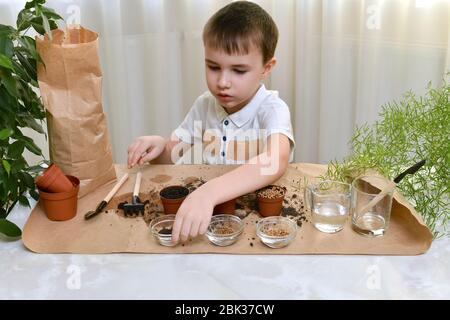 Das Kind ist damit beschäftigt, Mikro-Grüns-Samen in kleinen Töpfen zu Pflanzen. Der Junge nimmt eine Tasse gesät Kohl. Stockfoto