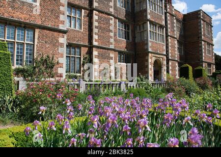 Doddington Hall mit Iris' Topolino' im Vordergrund und Rosa mutabilis dahinter Stockfoto