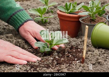 Vicia faba 'Bunyards Exhibition'. Pflanzen junge breite Bohnenpflanzen in einem heimischen Garten Gemüse Grundstück im Frühjahr. GROSSBRITANNIEN Stockfoto