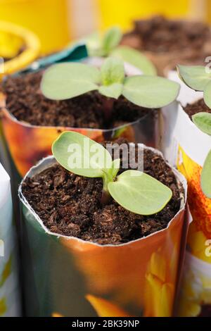 Helianthus annuus. Sonnenblumenkeimlinge in Papiertöpfen. GROSSBRITANNIEN Stockfoto